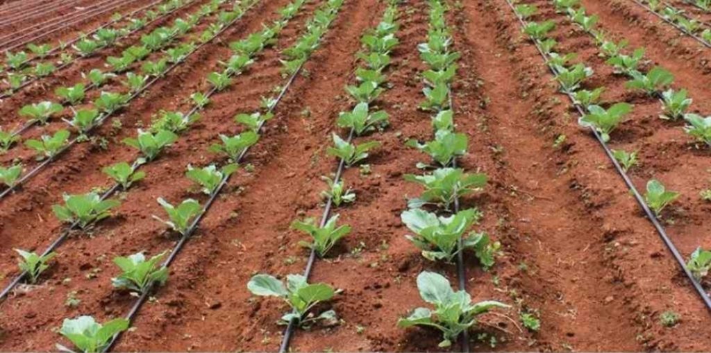 drip-irrigation-system-vep-landscapers-jpg
