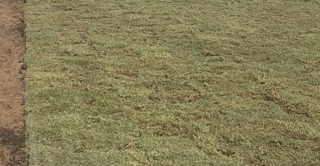 After-Irrigation-System-Installation-jpg