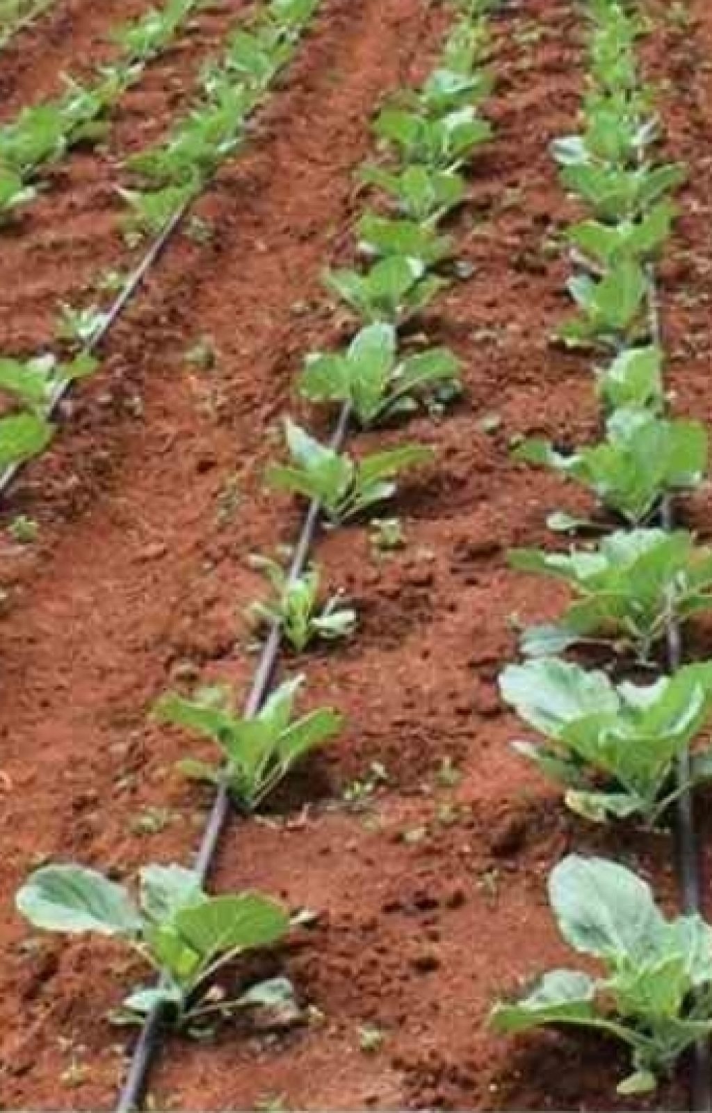 drip-irrigation-system-vep-landscapers-jpg