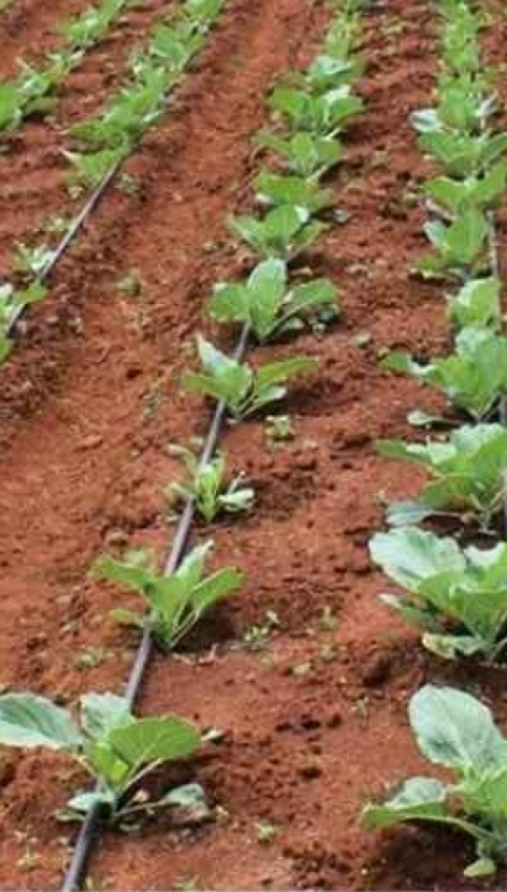 drip-irrigation-system-vep-landscapers-jpg