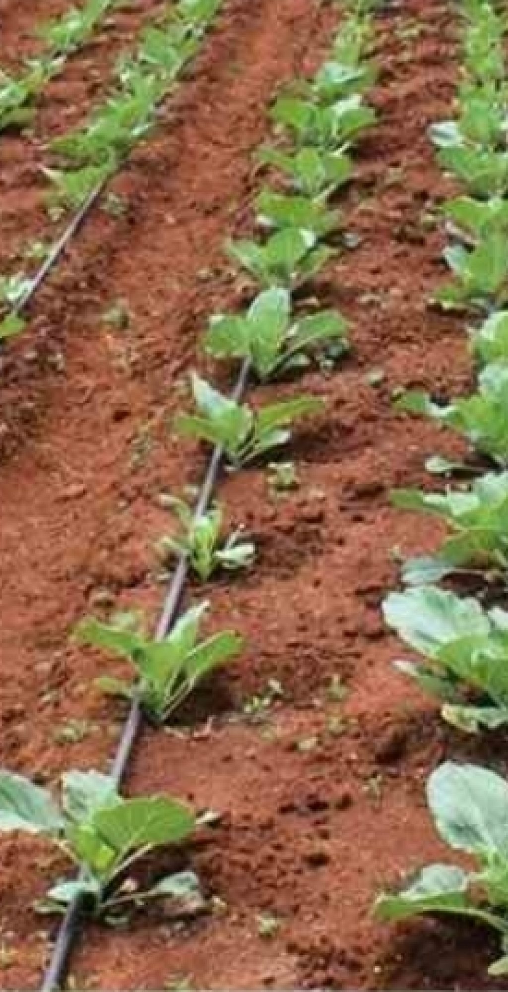 drip-irrigation-system-vep-landscapers-jpg